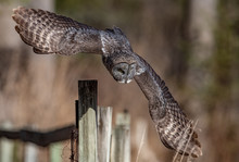 Great Gray Owl Hunting 