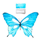 Fototapeta Motyle - Butterfly blue.