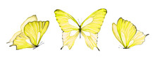 Watercolor Set Of Yellow Isolated Butterfly On White Background
