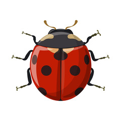 Vector illustration of insect and fly sign. Set of insect and element vector icon for stock.