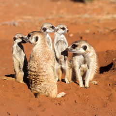 Wall Mural - Suricate or Meerkat (Suricata suricatta), Africa, Namibia, Hardap, Kalahari