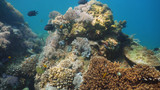Fototapeta Do akwarium - Fish and coral reef at diving. Wonderful and beautiful underwater world with corals and tropical fish. Hard and soft corals. Philippines, Mindoro. Diving and snorkeling in the tropical sea.
