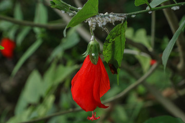 Poster - Hibiscus red at garden