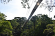 Jungle canopy in Peruvian Amazon