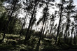 Swedish forests in Western Gotland