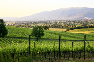 umbrian landscape, subasio mountain, hills and wineyards