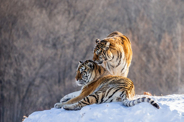 Two Siberian (Amur)  tigers on a snow-covered hill. China. Harbin. Mudanjiang province. Hengdaohezi park. Siberian Tiger Park. (Panthera tgris altaica)