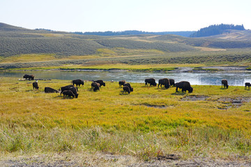 View of a herd of bison in the grass in the Hayden Valley in Yellowstone National Park, Wyoming