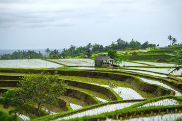 Wall Mural - landscape of rice terraces and old house