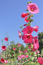 Colorful Pink Hollyhock Flowers  (Alcea Rosea) Natural Patterns Blooming On  Bright Blue Sky Background