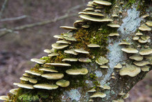 Group Of Mushrooms Hubs Growing On A Tree Trunk