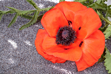 Poster - Scarlet poppy plant and poppy-seeds