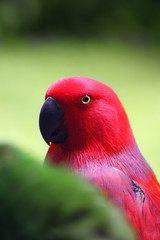 Poster - The eclectus parrot (Eclectus roratus), portait of the red female eclectus with color background.