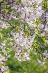 Blossoming of the cherry tree in spring time with white beautiful flowers. Macro image with copy space. Natural seasonal background