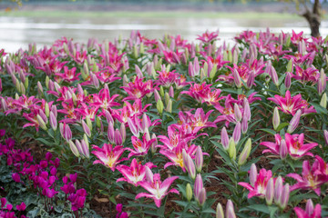 Wall Mural - Pink lilies