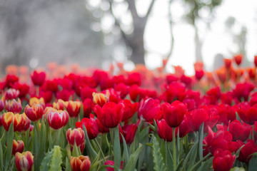 Wall Mural - Red Tulip