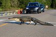 South Carolina wildlife nature background. American alligator is crossing the road between marshes at the Huntington Beach State Park, Litchfield, Myrtle Beach area, South Carolina, USA.