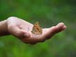 © Thongchai - Beautiful butterfly on hand with blurred background in natural color tones. It is called Peacock Pansy and has a scientific name: Junonia almana with orange wings and polka dots.