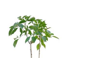 Tropical tree leaves with branches on white isolated background for green foliage backdrop 