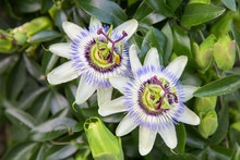 Exotic Beauty- Passiflora Caerulea. Flowers Of A Blue Passion Flower