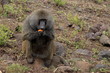 A monkey sitting and eating a mango