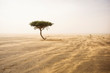 Leinwandbild Motiv Single tree in the middle of desert Sahara with sands storm