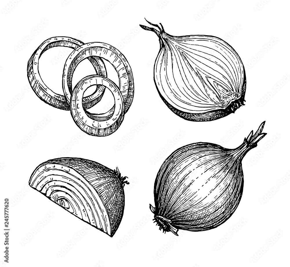 Ink sketch of onion. - obrazy, fototapety, plakaty 