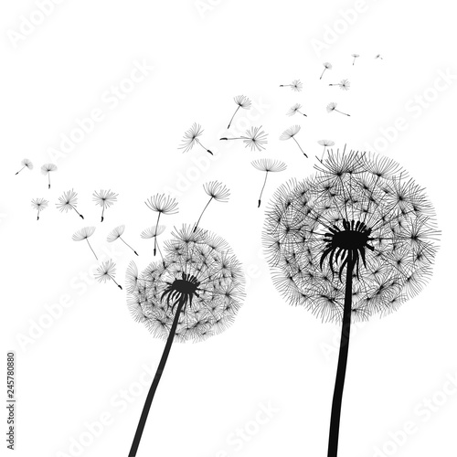 Abstract black dandelion, dandelion with flying seeds illustration - stock ve...