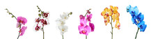 Set Of Beautiful Colorful Orchid Phalaenopsis Flowers On White Background