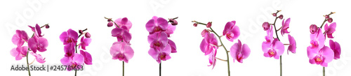 Fotomural Set of beautiful purple orchid phalaenopsis flowers on white background