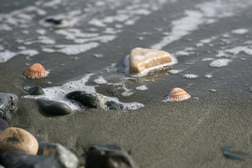 Two seashells, pebbles and a wave on a beach