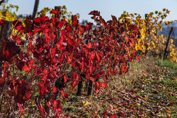 Poster - Allassac (Corrèze - France) - Vignoble en automne