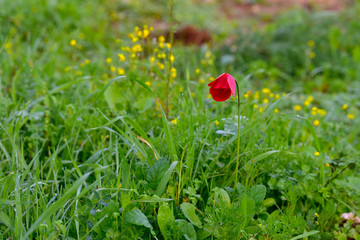  Red anemone in a field. Red flowers in spring.