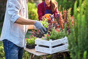 Guy gardener in garden gloves puts the pots with seedlings in the white wooden box on the table and a girl prunes plants in the wonderful nursery-garden on a sunny day.