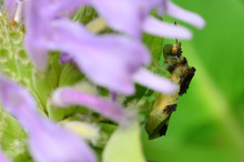 Jagged Ambush Bug On Wildflower In Wood Lake Nature Center In Minnesota