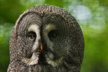 Sticker - Great grey owl (Strix nebulosa).