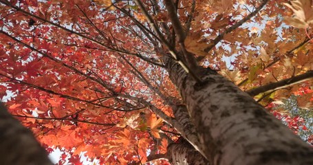beautiful autumn maple tree