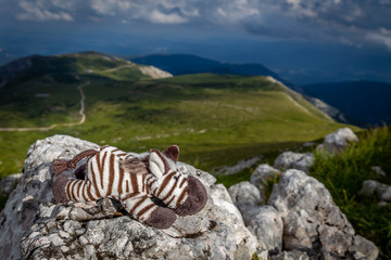 Wall Mural - Small cute zebra laying on the rock in the idyllic, fresh, green, grassy meadow on the rax plateau, near Klosterwappen, Schneeberg, Lower Austria