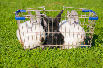 Easter shopping. two white