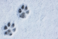 Animal Footprints In Snow