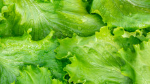 Fresh Cut Leaves Of Green Lettuce Texture, Top View