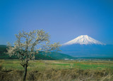 Fototapeta Sawanna - 富士山