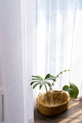 Collection Of Green Leaves Plant In Glass Vases In Rattan Wooden