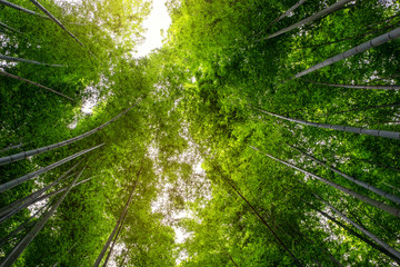 Wall Mural - Low angle view image of bamboo forest in Arashiyama, Japan