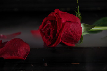 Wall Mural - red rose on old black piano in fog