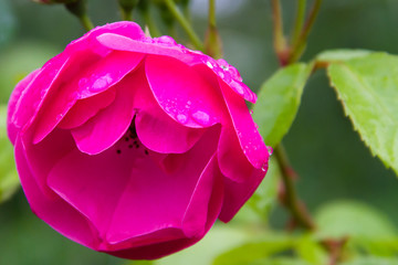 Wall Mural - Raindrops on the petals of a beautiful pink rose in the summer garden