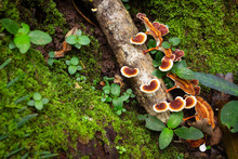 Polypore Mushroom And Green Fern At Rainforest