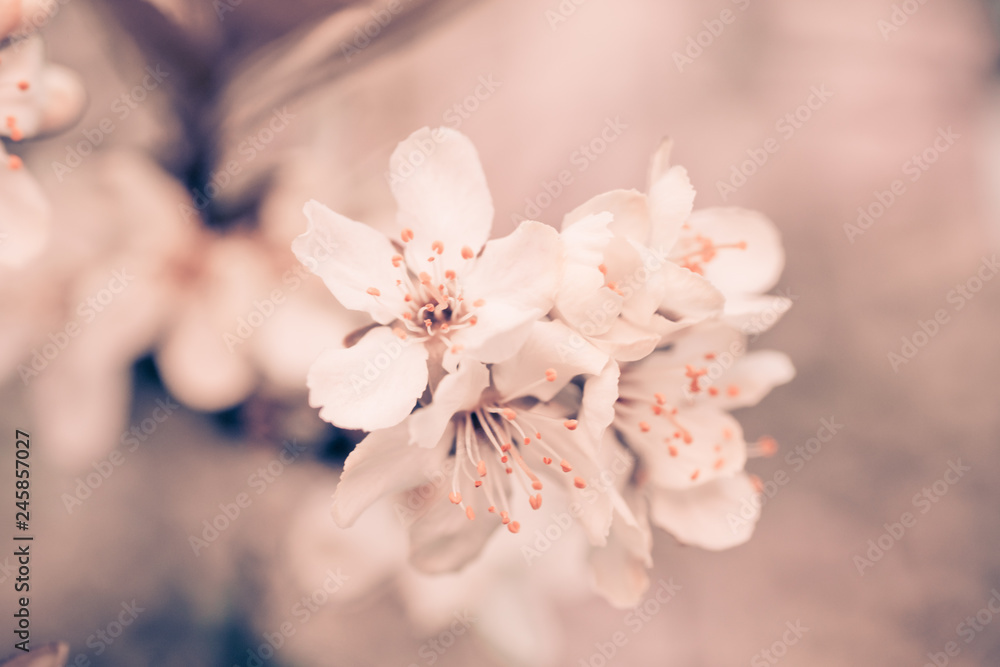 Flowers of Cherry plum or Myrobalan Prunus cerasifera blooming in the spring on the branches. Designer tinted in Orange. - obrazy, fototapety, plakaty 