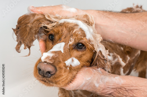 Zdjęcie XXL Cocker spaniel pies bierze prysznic z szamponem i wodą