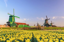 Amsterdam Netherlands, Dutch Windmill And Traditional House At Zaanse Schans Village With Tulip Field